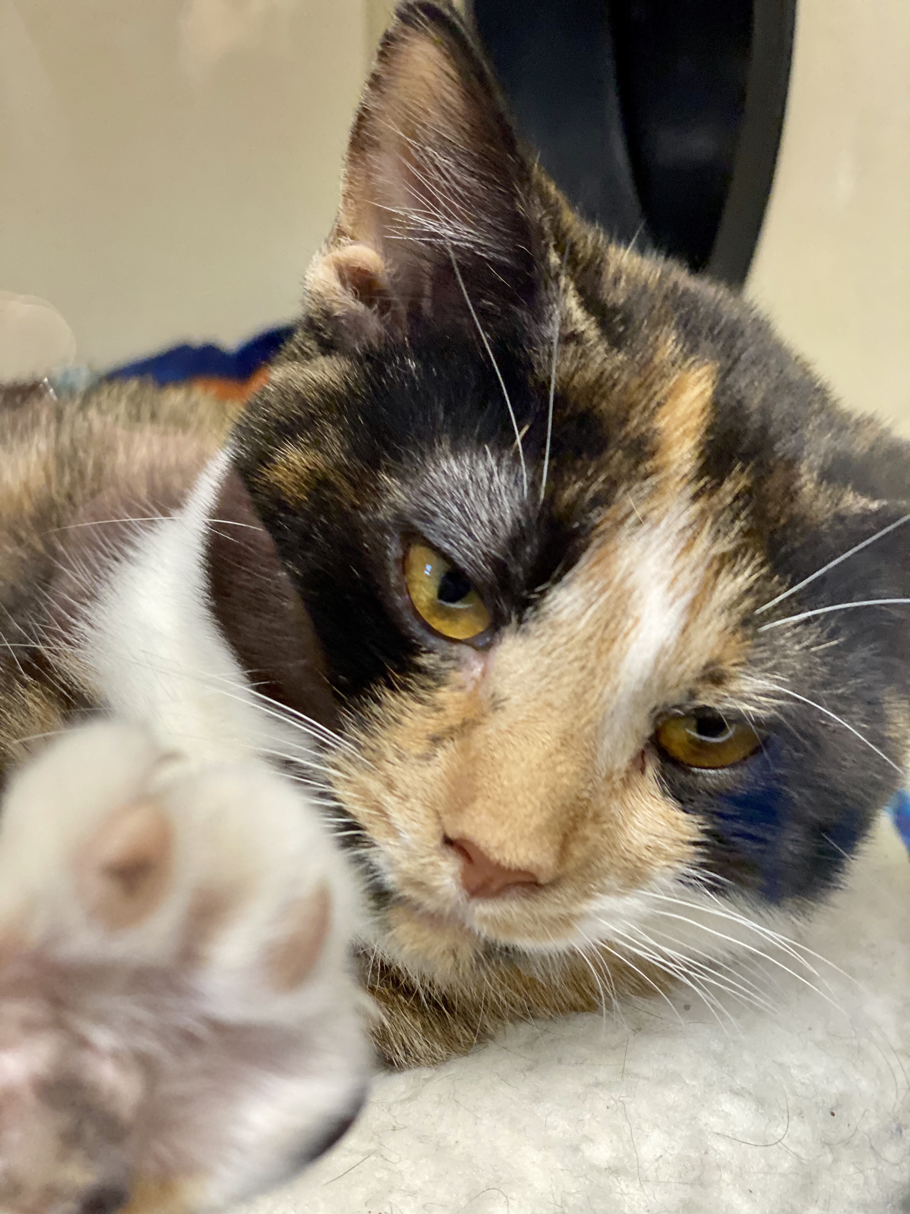 Waiting for a forever home