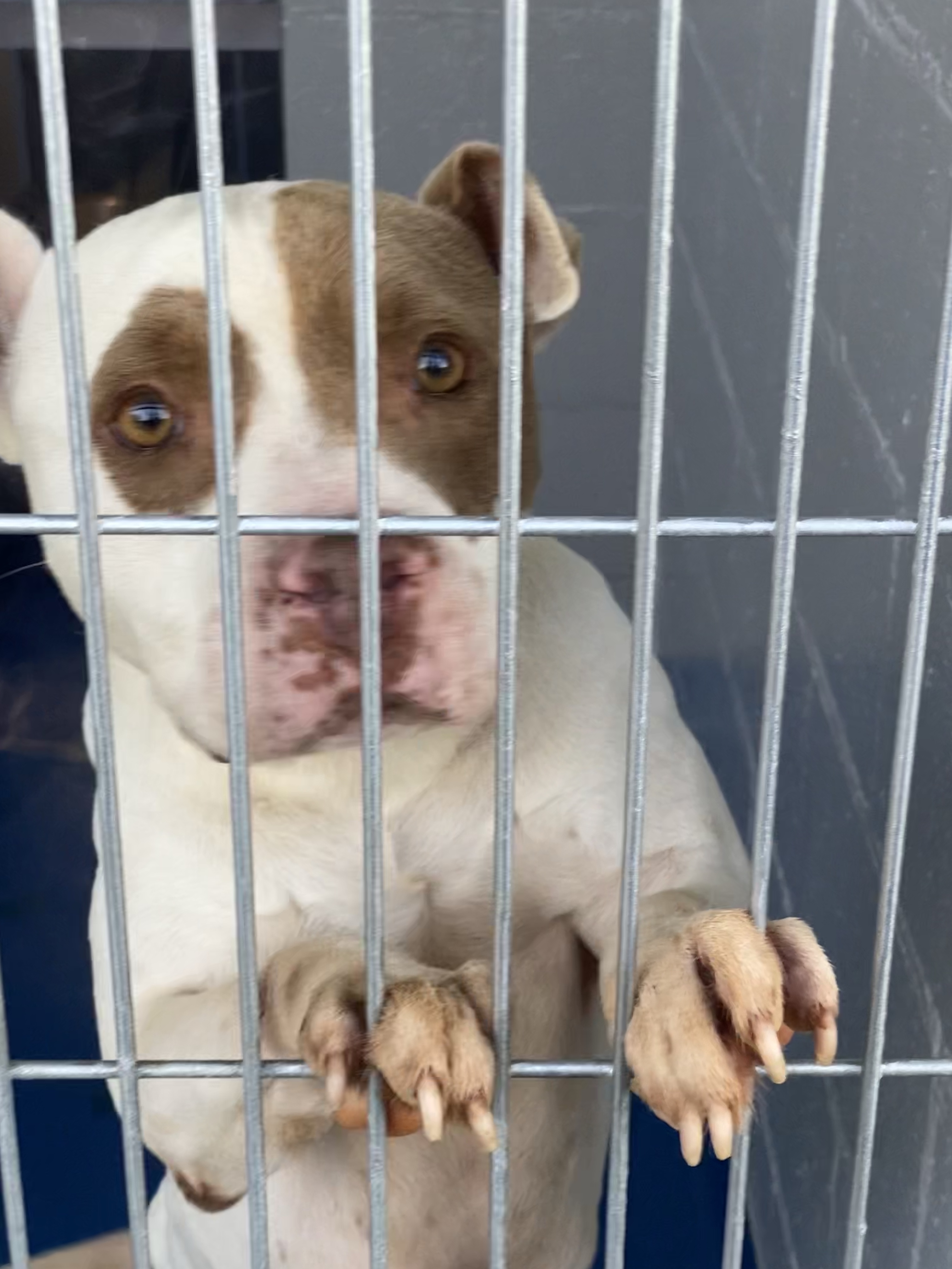 Waiting for a forever home
