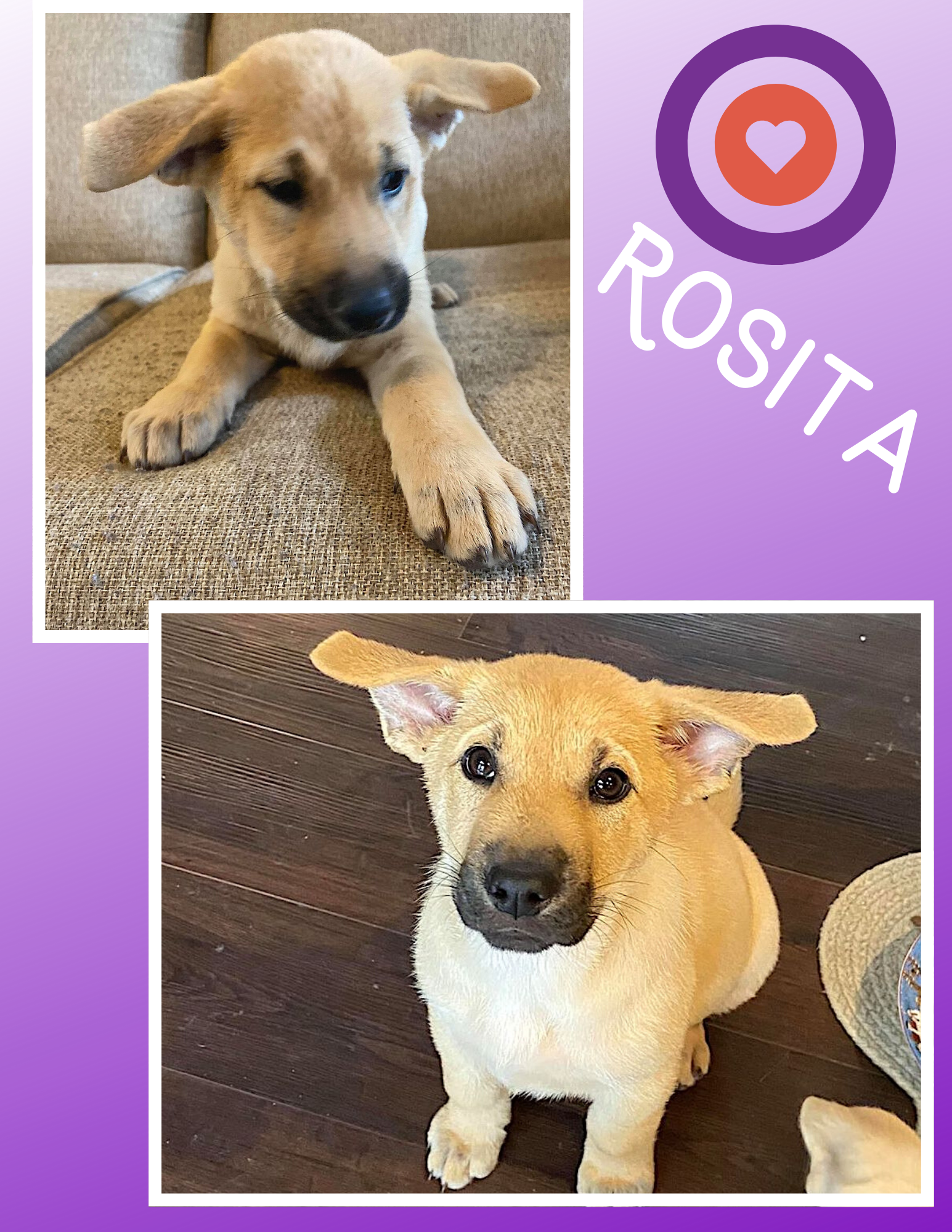 Available Dogs & Cats Lancaster SC Lancaster SPCA