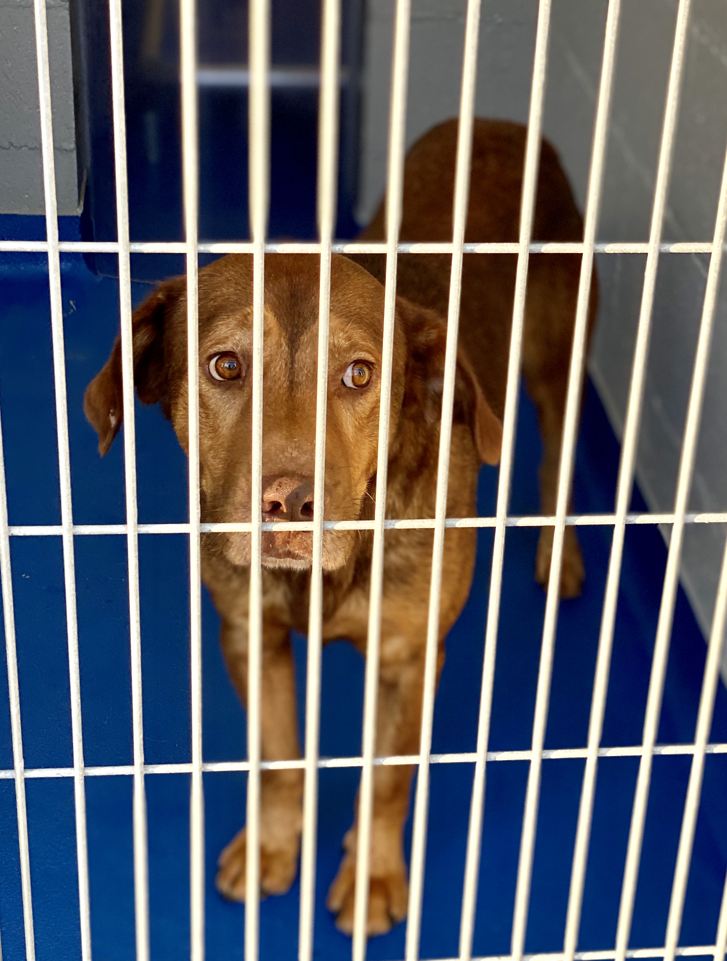 Waiting for a forever home