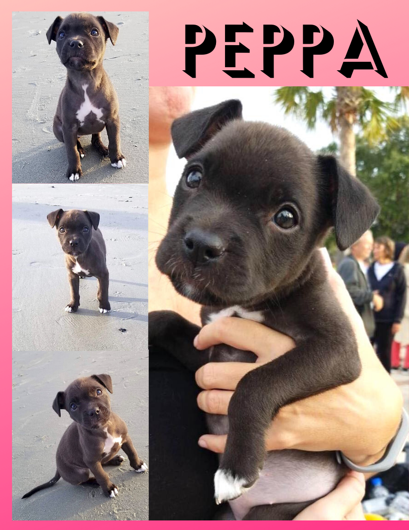 Available Dogs & Cats Lancaster SC Lancaster SPCA