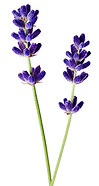 lavendar 3.jpg