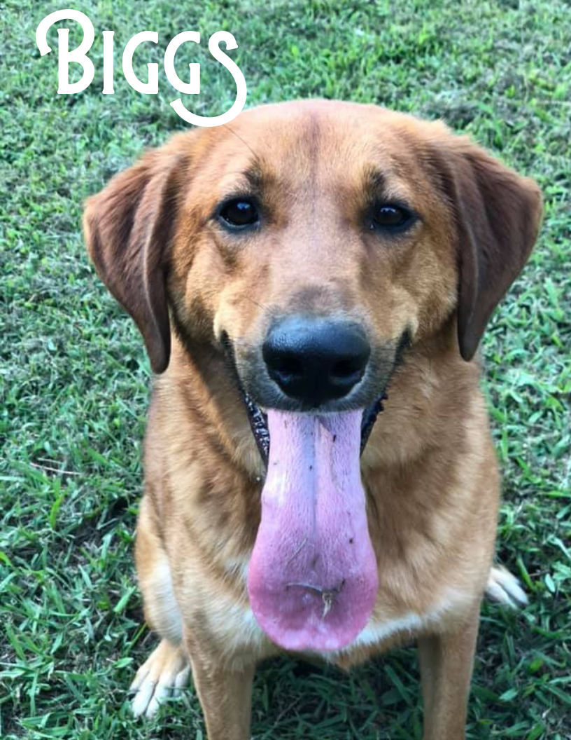 Available Dogs & Cats Lancaster SC Lancaster SPCA