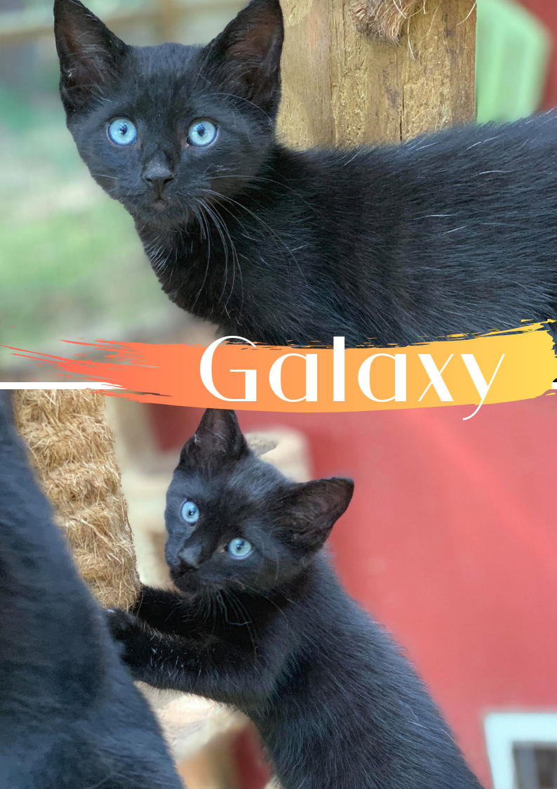 Available Dogs & Cats Lancaster SC Lancaster SPCA