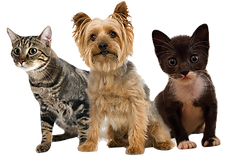 Pets_edited.png