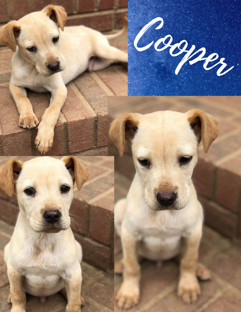 Available Puppies/Dogs Lancaster SC Lancaster SPCA