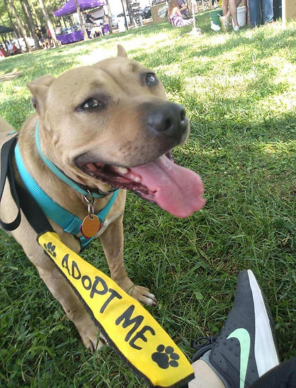S.A.F.E. Animal Haven - Cute brown dog available for adoption at an adoption event