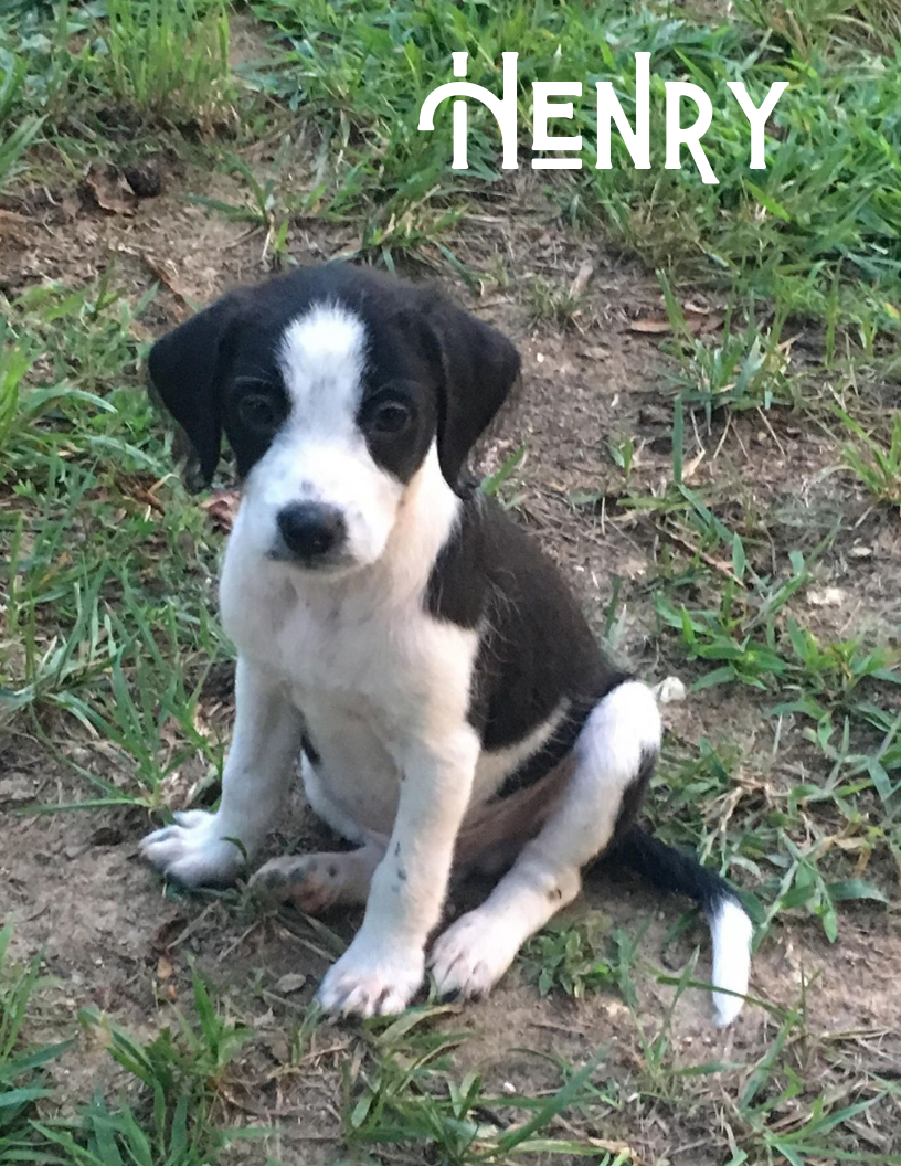 Available Dogs & Cats Lancaster SC Lancaster SPCA