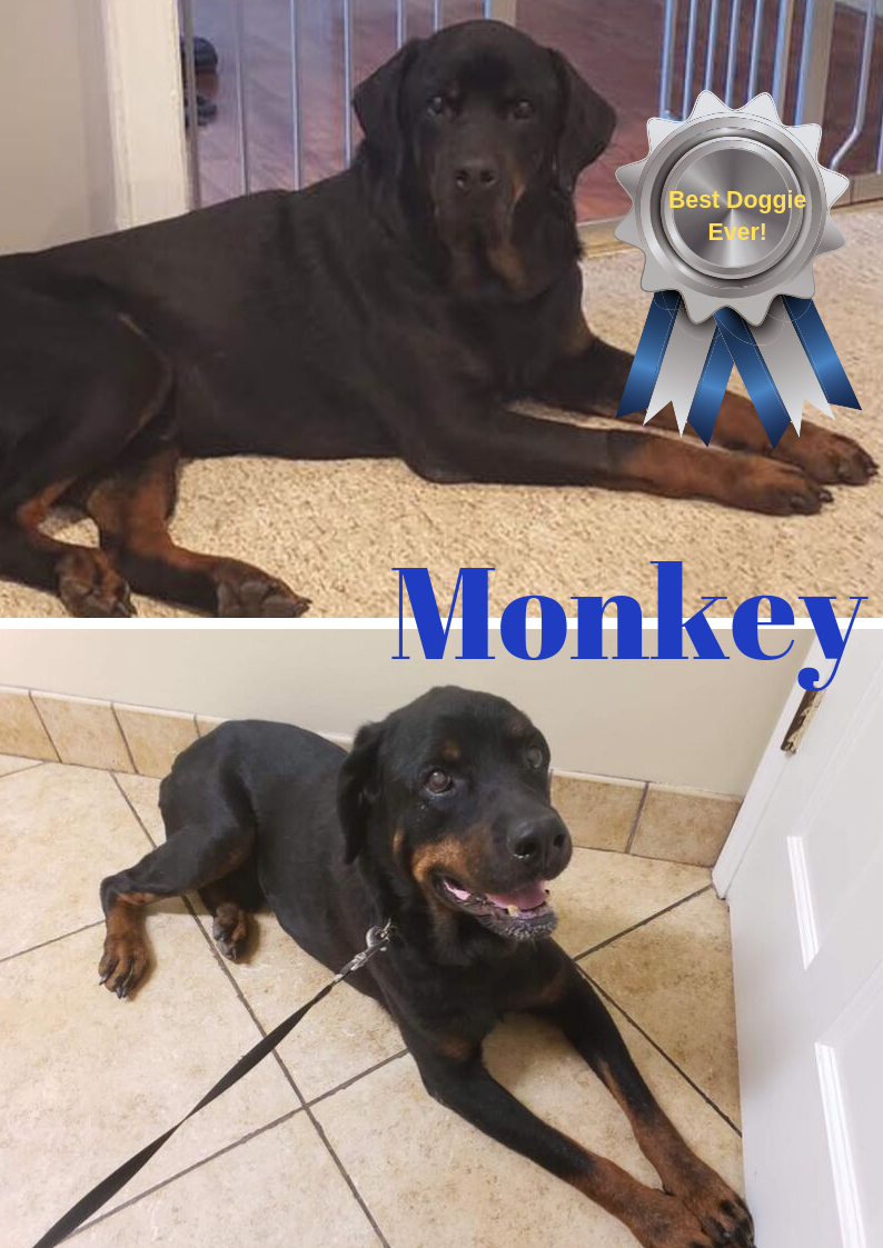 Available Dogs & Cats Lancaster SC Lancaster SPCA