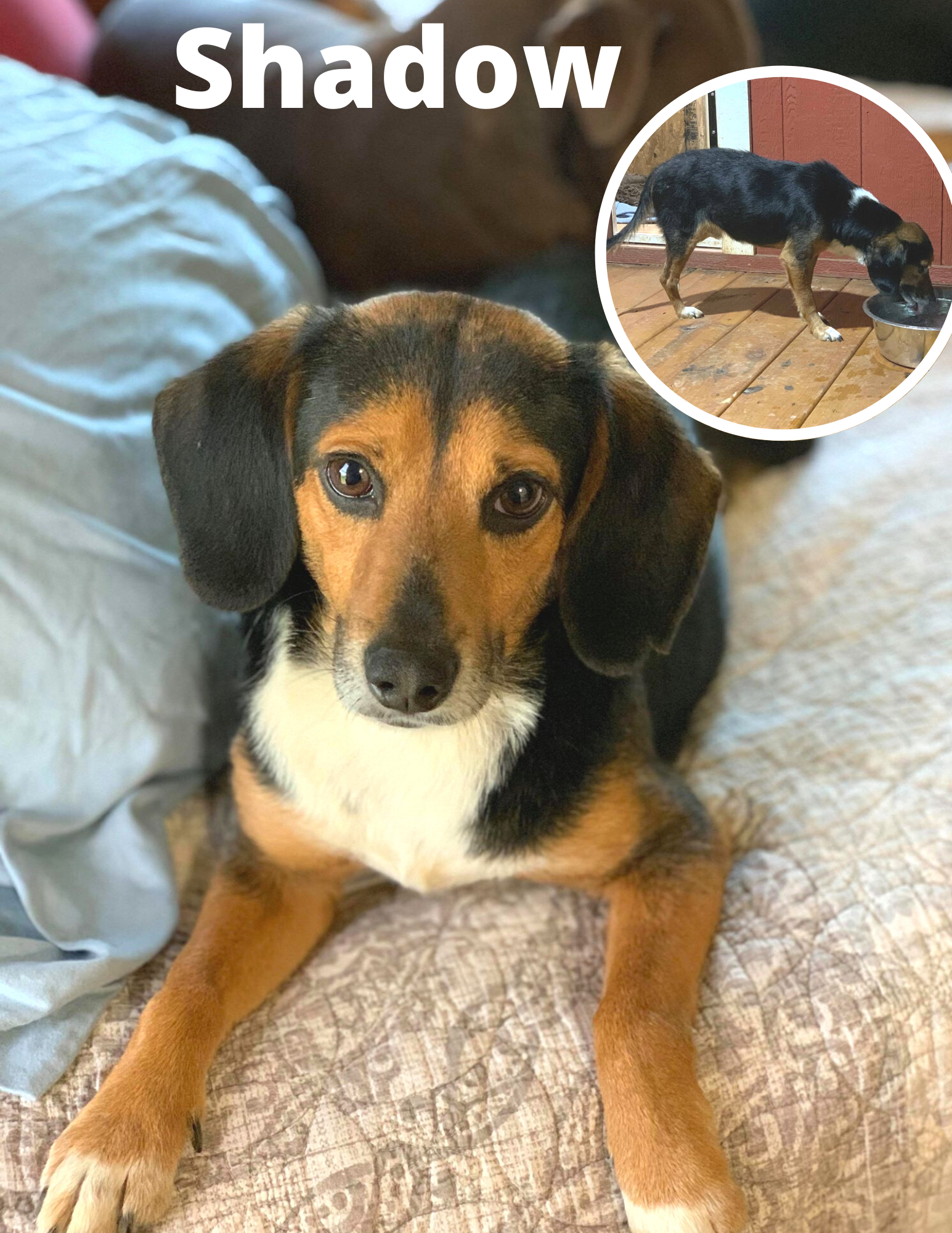 Available Dogs & Cats Lancaster SC Lancaster SPCA