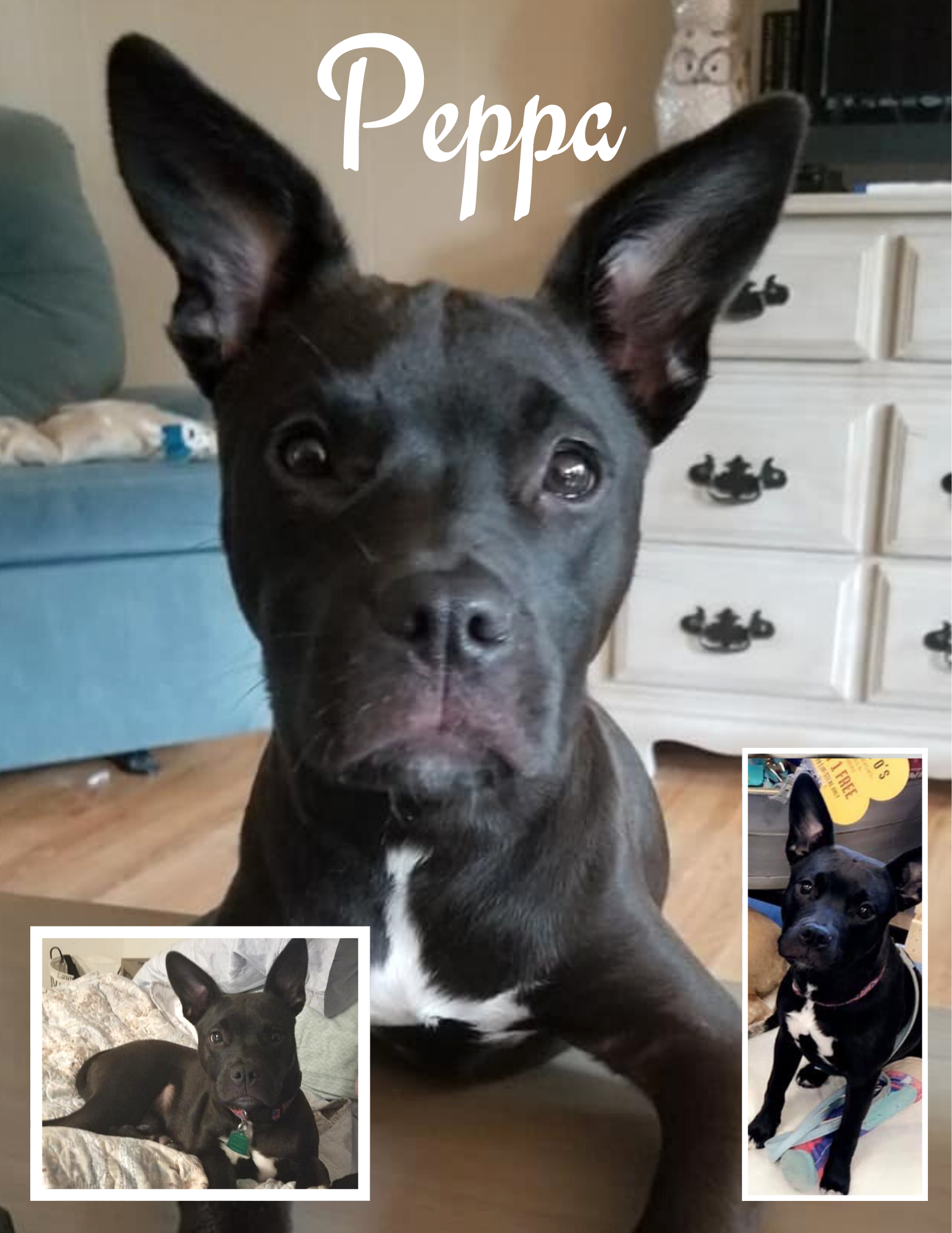 Available Dogs & Cats Lancaster SC Lancaster SPCA