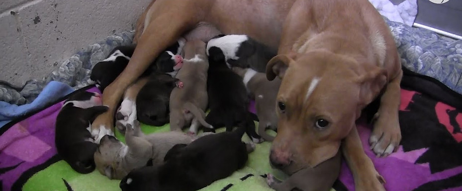 pit bull with puppies.jpg