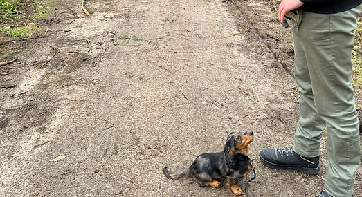 Man met teckel pup op bospad.