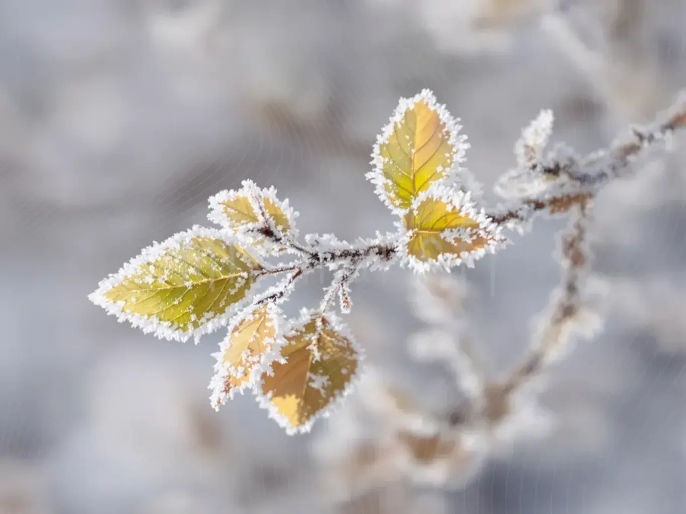 برگ های یخ زده جذاب با ظرافت یخ، پس زمینه، پس زمینه استودیو