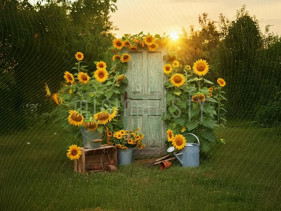 Arrière-plan de jardin ensoleillé avec des tournesols, toile de fond de studio