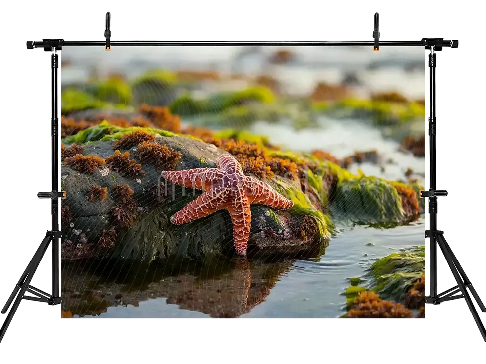 Küçük resim: Deniz Starsı Arka Plan, , Stüdyo Fonu