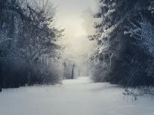 Winter Silence and Nature Trail Themed Background - Studio Background