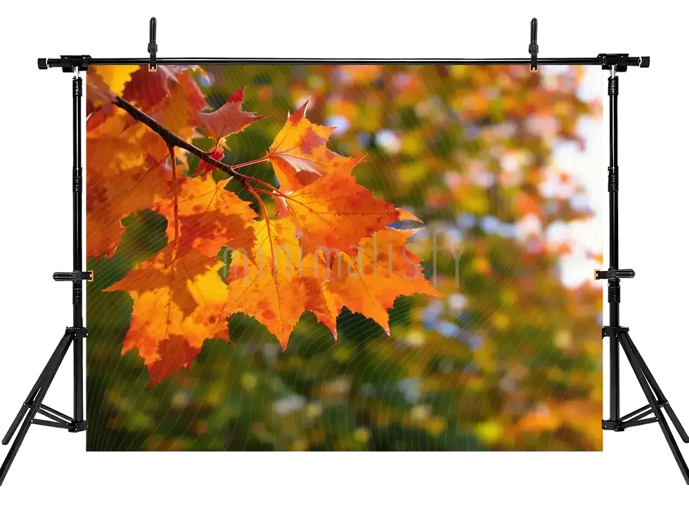 Miniatura: Cores fascinantes de outono, cenário de estúdio