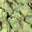 Thumbnail: WHITE GUMBO 32% (Indica)
