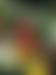 Carter G. Woodson School's Farmers Community Market