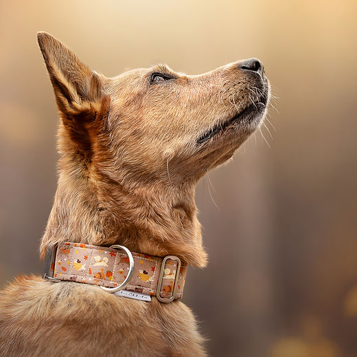 KOLLEKTION: AUTUMN DOGS | Shiva Chihuahua