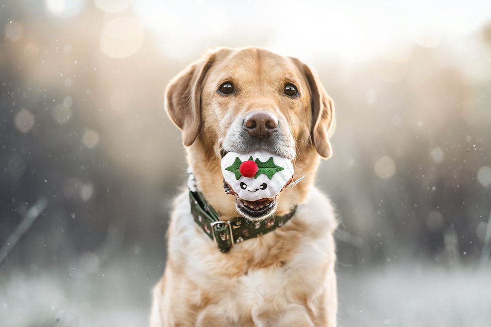 SPIELZEUG - Christmas