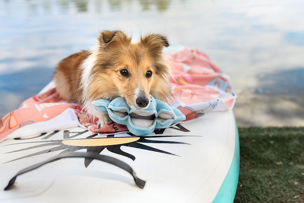 Sommerkollektion, Vanlife Dogs, Hundezubehör, Sommer, Shiva Chihuahua Wien, Hundespielzeug Flamingo Muschel Dogpawrol