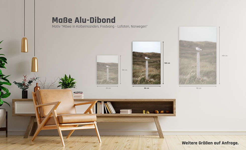 Miniaturbild: Alu-Dibond hoch | Möwe in Kolbeinsanden, Fredvang - Lofoten, Norwegen