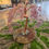 Miniatura: Strawberry Quartz Willow Tree