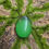 Thumbnail: Cats Eye Palmstone 