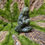 Miniatura: Mother Child Crystal Goddess Mini