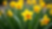 Close-up view of fresh mullen leaves with yellow flowers