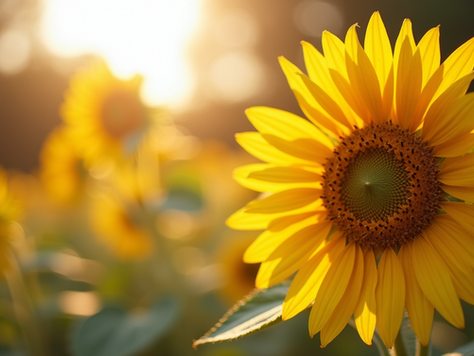 Unlocking the Sunshine: Fun Ways to Use Sunflowers from Tinctures to Tasty Treats