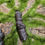 Thumbnail:  Prophecy Stone Long, Sahara Desert, Egypt