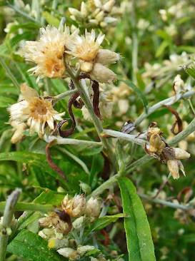 Life Everlasting Herb (Pseudognaphalium obtusifolium).