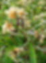 Life Everlasting Herb (Pseudognaphalium obtusifolium).