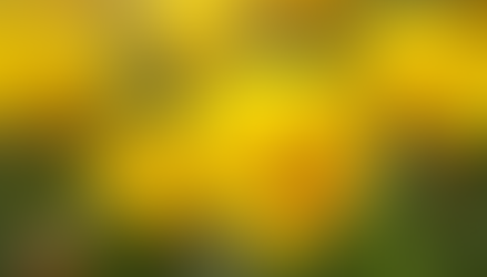 Unlocking the Power of Primrose: Metaphysical Uses and Spiritual Benefits