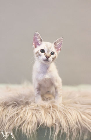 Rescue cats kittens cared for by Runaways Animal Rescue in Tamp Bay, Florida