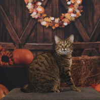 Rescue cats kittens cared for by Runaways Animal Rescue in Pasco County Florida