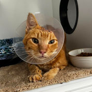 injured kitten runaways animal rescue port richey florida