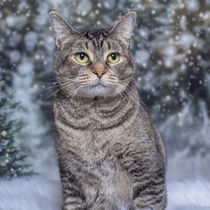 Rescue cats kittens cared for by Runaways Animal Rescue in Tamp Bay, Florida