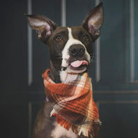 runaways animal rescue tampa bay pasco county, florida nonprofit animal rescue