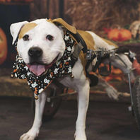 Rescue dog cared for by Runaways Animal Rescue in Pasco County Florida