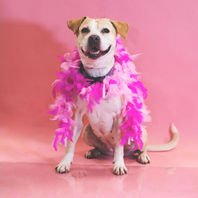 Rescue dog cared for by Runaways Animal Rescue in Pasco County Florida