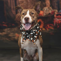 Rescue dog cared for by Runaways Animal Rescue in Pasco County Florida