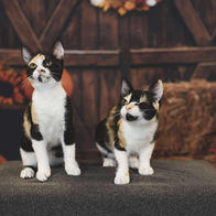 Rescue cats kittens cared for by Runaways Animal Rescue in Pasco County Florida