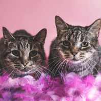 Rescue cats kittens cared for by Runaways Animal Rescue in Pasco County Florida