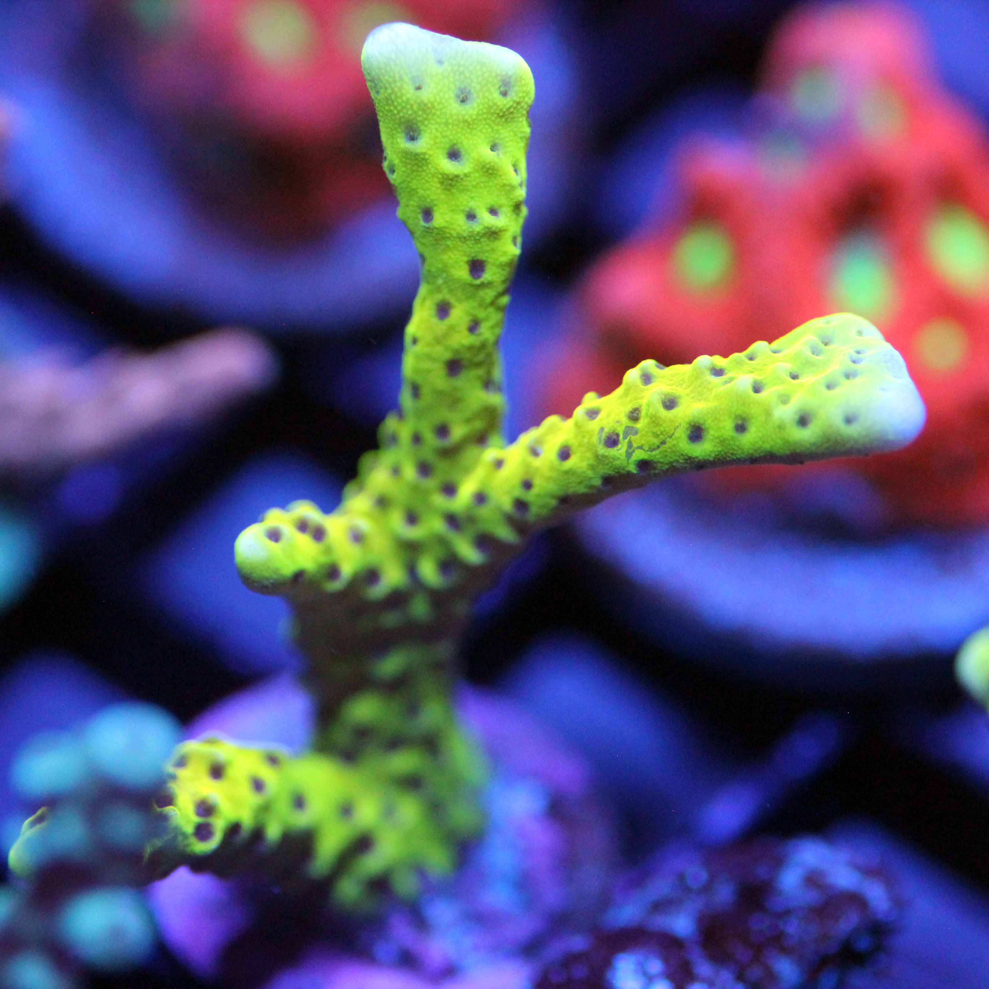 green anacropora