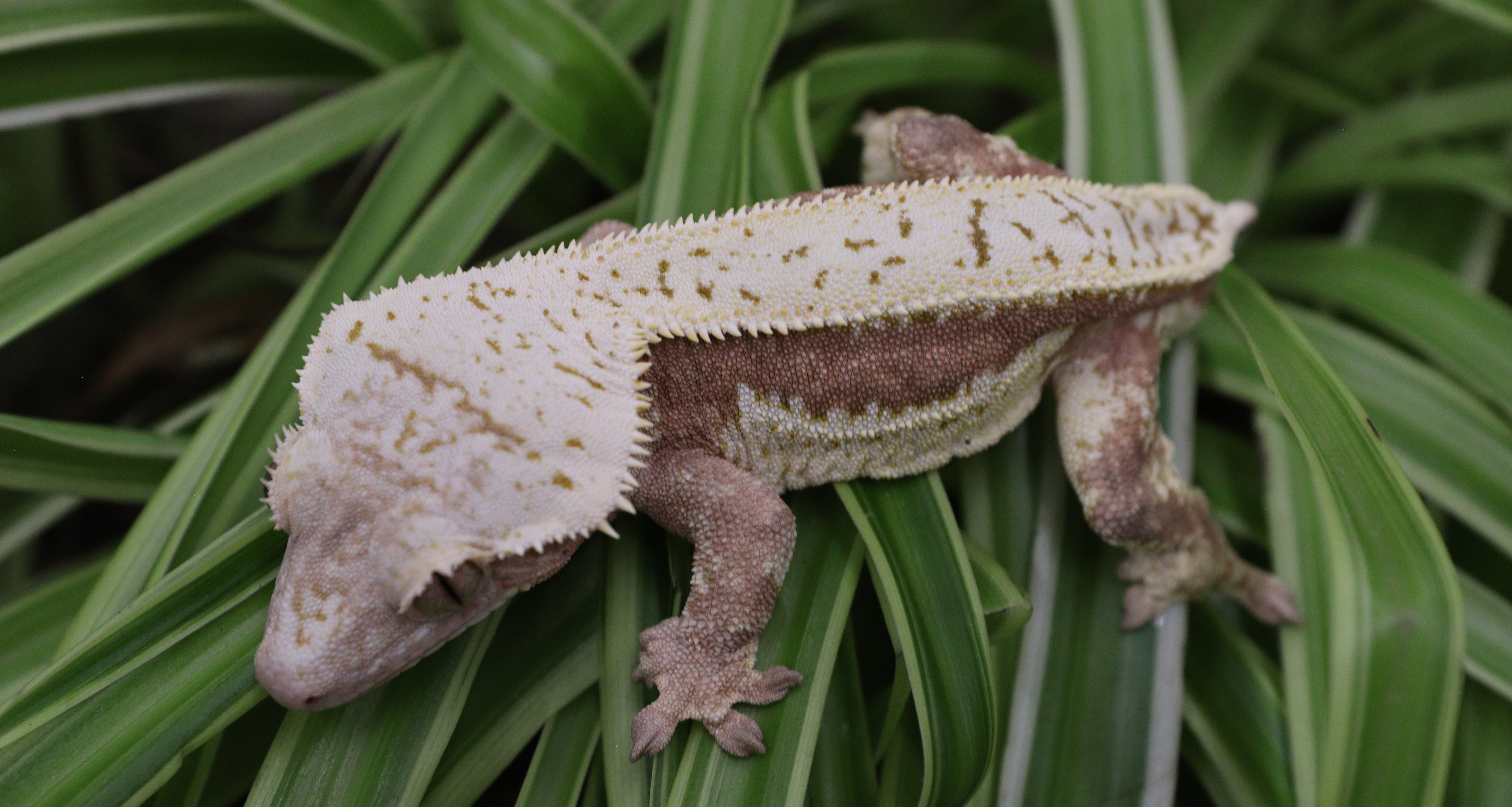 Dino Jr — photo 1
