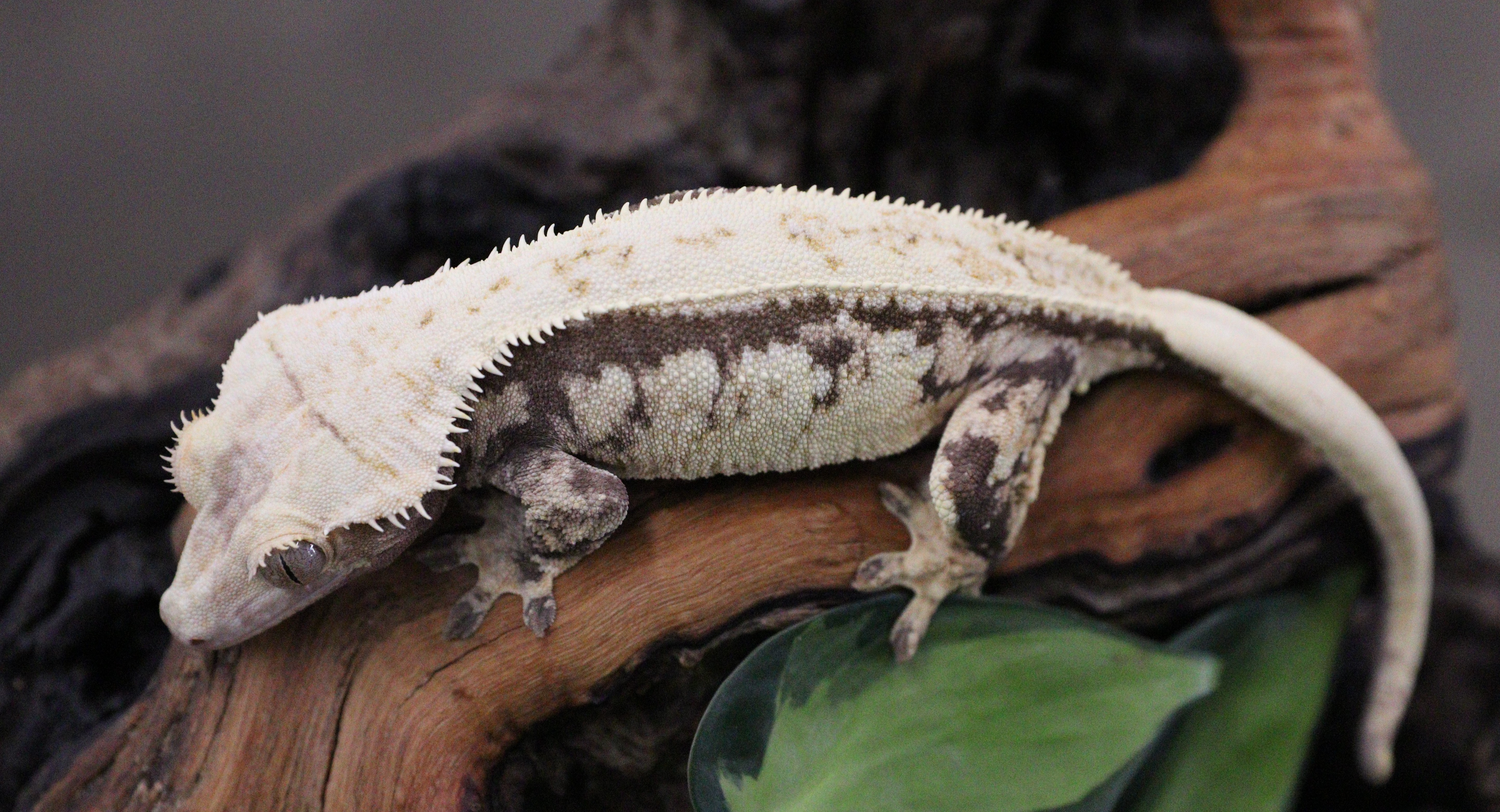 LAC Tricolor Female — photo 4
